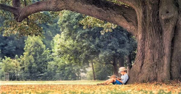 junge_baum_04