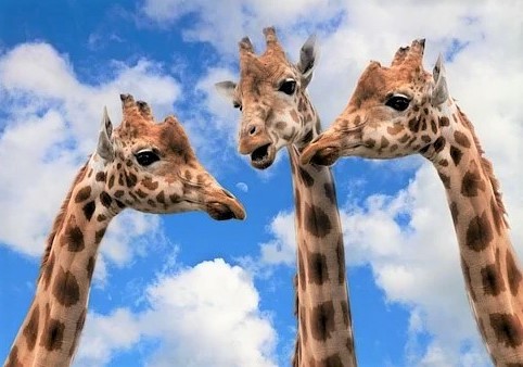Giraffen bearb. pixa
