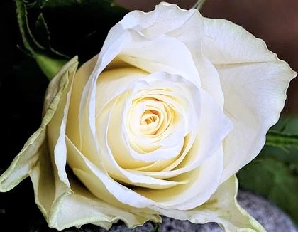 Rose weiß liegt bearb. pixa