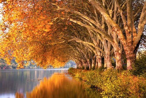 platanen im herbst bearb. pixa